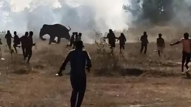 யானையை சுற்றி விரட்டும் மக்கள் 