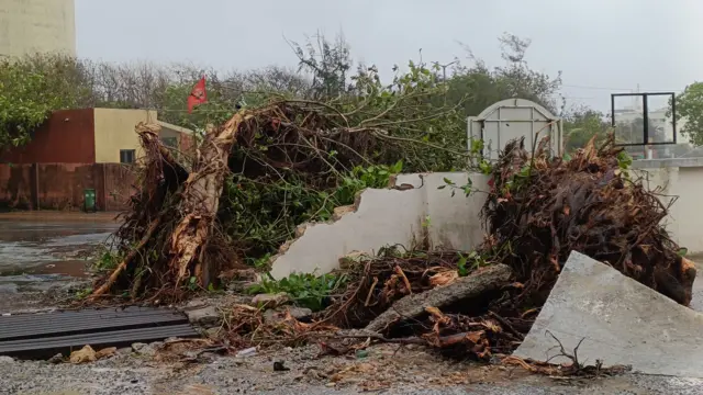 બિપરજોય વાવાઝોડાને લીધે અનેક જગ્યાએ વૃક્ષો તૂટી પડ્યાં