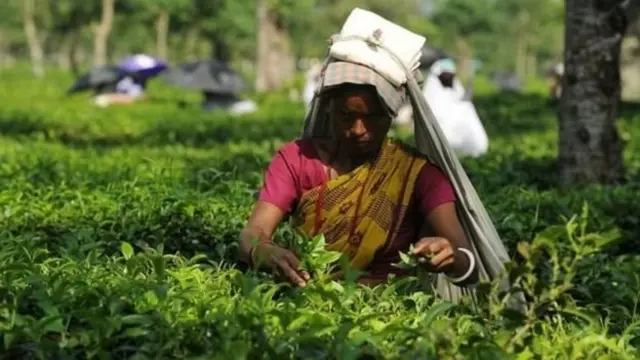 असम के चाय बागान