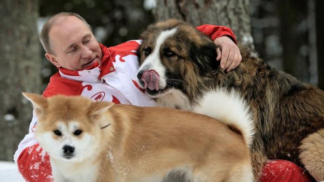 狗狗外交”不灵普京拒绝日本再送秋田犬- BBC News 中文