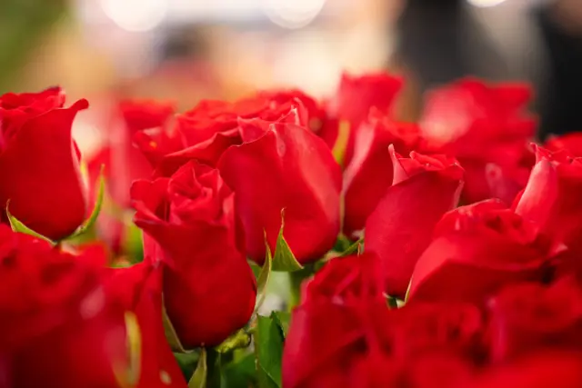 Гүлдөрдүн ханышасы атыккан розалар...