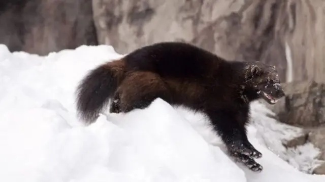 வேட்டையாடப்படும் கலைமான்களை காக்க புதிய செயலி