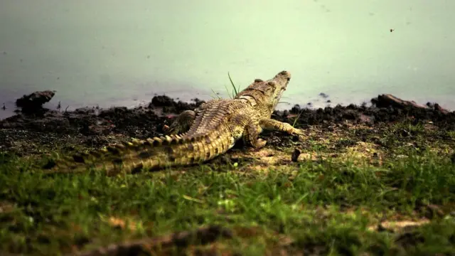 በሩፊጂ ወንዝ የሚኖር አዞ