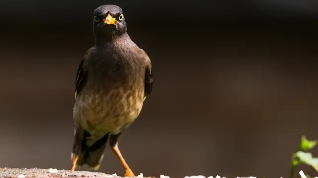 المينا الهندي: الطائر الرومنسي الشرير، يهدد الجزائر ولبنان ودولا خليجية