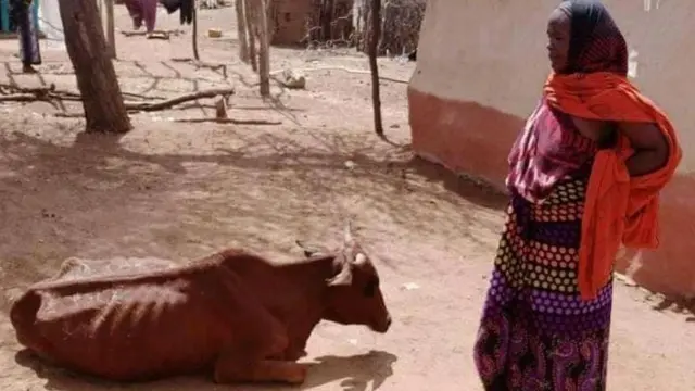 Dubartii sa'a hongeen miidhamtee ka'uu dadhabde ilaaltee gaddaa jirtu