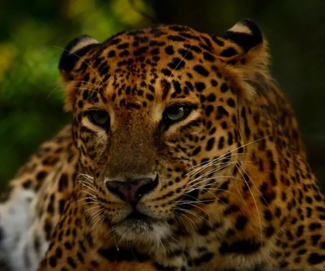 పులులు, లెపర్డ్