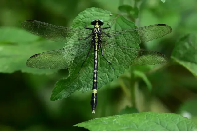 தட்டான்பூச்சி கணக்கெடுப்பு