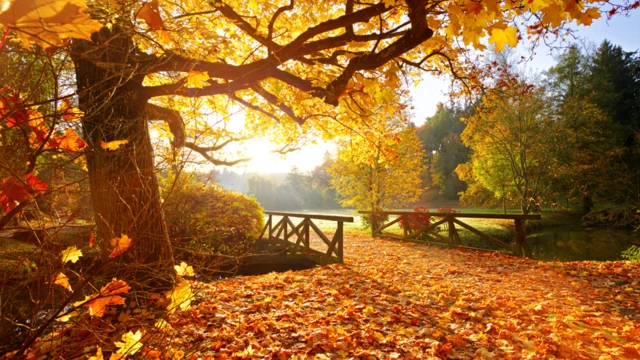 Árboles en otoño