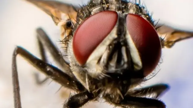 حيوانات للتجسس