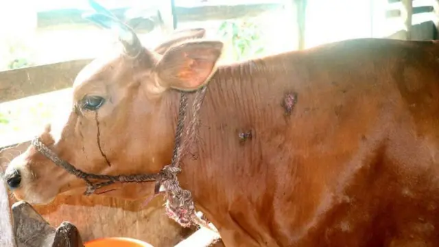 लम्पी स्किन रोग