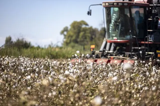 pamuk tarlası 