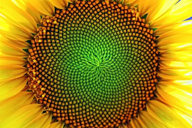 Un tournesol de très près