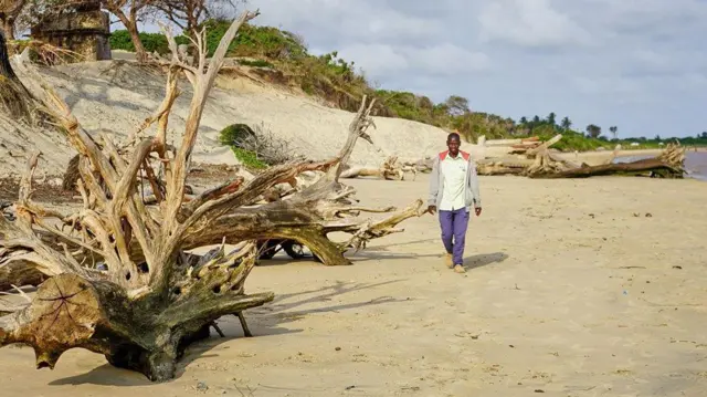 మడ అడవుల అవశేషాలు