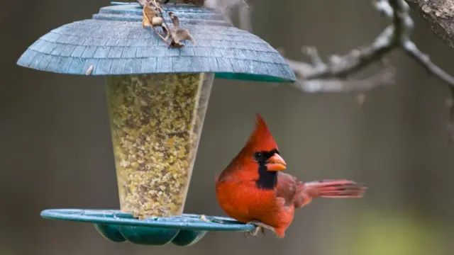 বার্ড ফিডার।