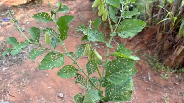 સાપ, સાપ ન આવે એ માટે શું કરવું, બીબીસી ગુજરાતી, ચોમાસું, પ્રાણીઓ