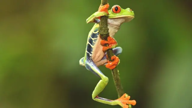 भ्यागुत्ता