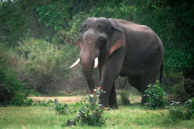 The notorious wild elephant known as "Walagamaba" roams in the forests in Kala wewa, Kekirawa.
