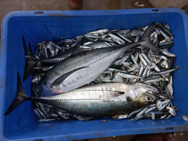 මා දැල්කරුවෝ මත්ස්‍ය අස්‌වැන්න සරු දිනවල ලොකු ලාභයක් ලබති.