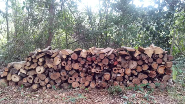 Áreacassino com bonus no cadastrofloresta secundária desmatada na regiãocassino com bonus no cadastroBragantina