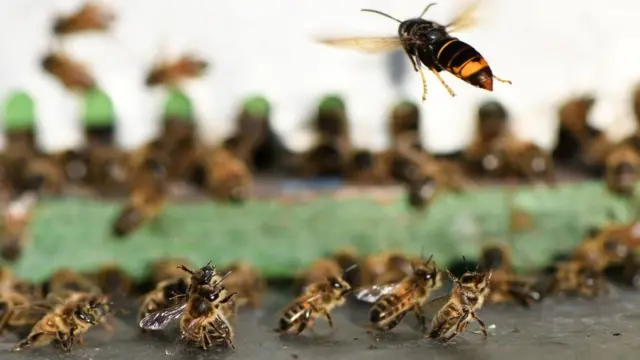 The Asian Hornets prey upon bumblebees