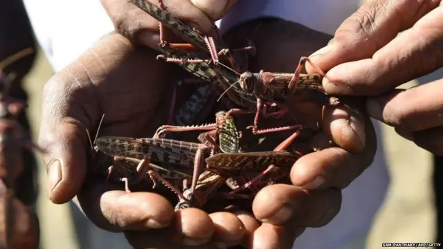 टिड्डियों का हमला