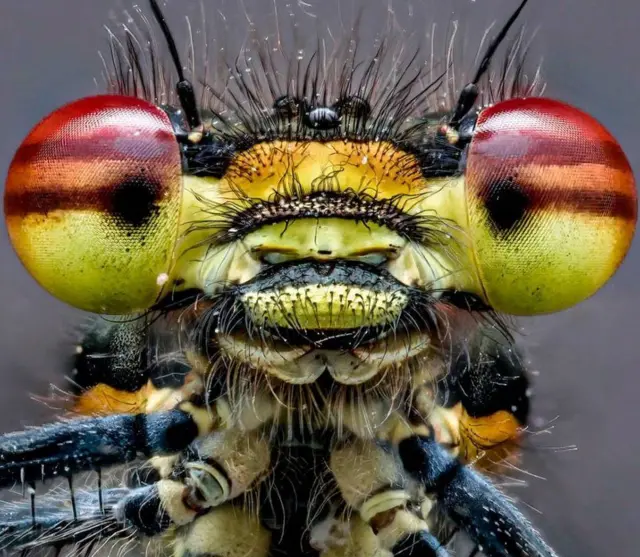 লাল ফড়িং