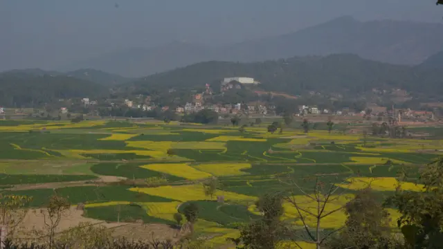 बालीनाली