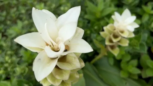 மேற்கு தொடர்ச்சி மலைத்தொடர் சந்திக்கும் அதீத பிரச்னைகள் : மனித குறுக்கீடு அறிய இனங்களை அழிவுக்கு கொண்டு செல்லுமா? 