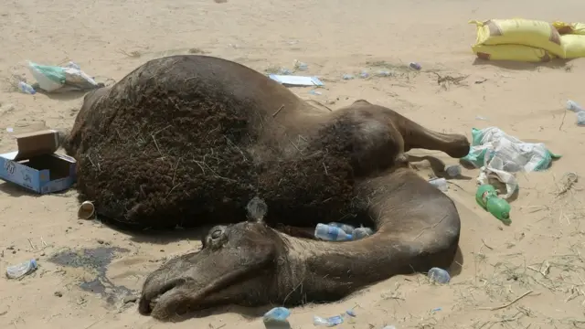 Suudi Arabistan Katar sınırında deve leşi