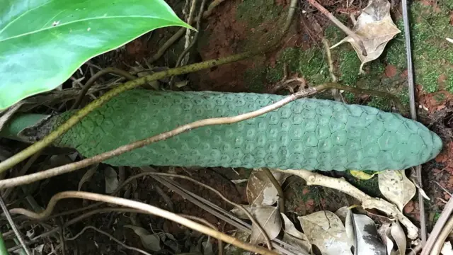 Fruto da costela-de-adão