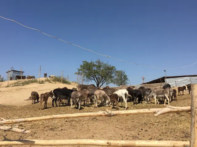 Калкынын дээрлик 70 пайызы айылда жашаган Кыргызстанда эшекти көлүк катары айыл чарба жумуштарында кеңири колдонушат.