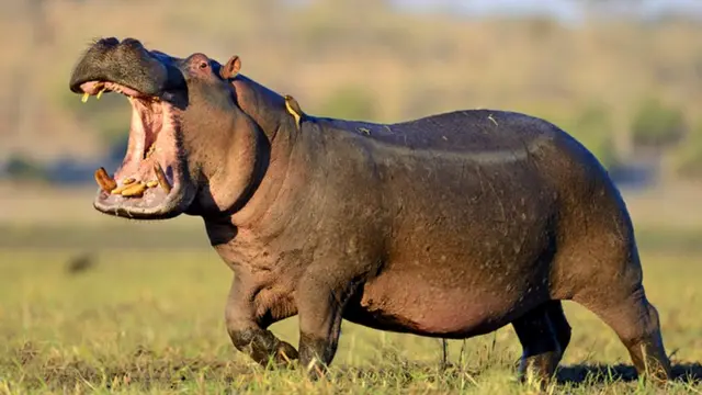 நீர்யானை