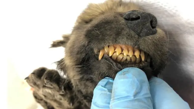 Догор отлично сохранился - вплоть до молочных зубов