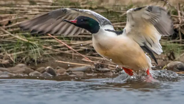 जलपक्षी