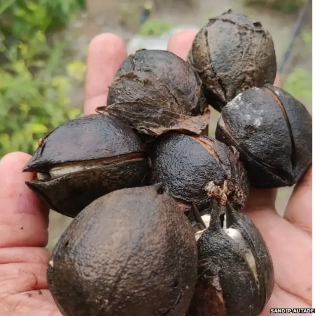 अविवृष्टीमुळे कपाशीची बोंडं सडली आहेत.