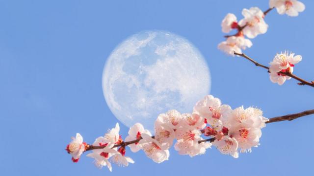 Luna de flores c mo es la brillante y ltima superluna del a o