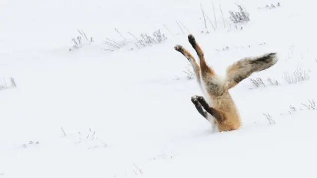 Foto del concurso Comedy Wildlife Photography Awards