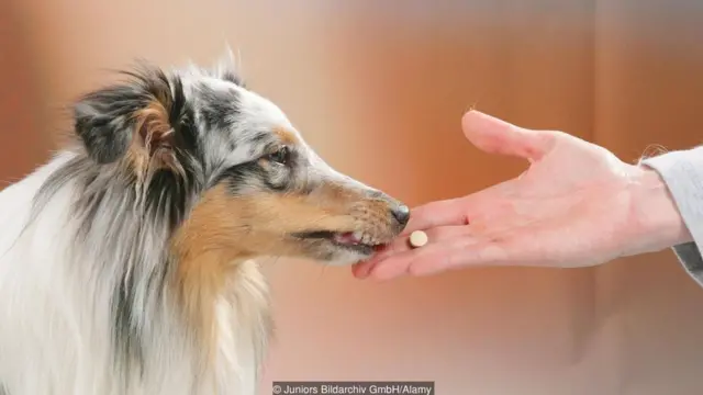 Cachorro recebe medicamento