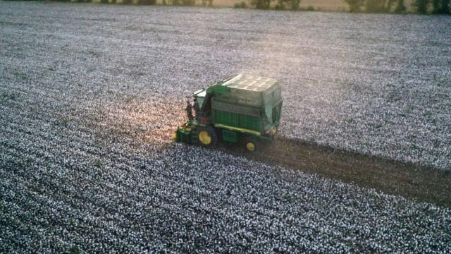 A large cotton picker picks cotton in Shuanghe City, Xinjiang, China, on the evening of September 11, 2020.-