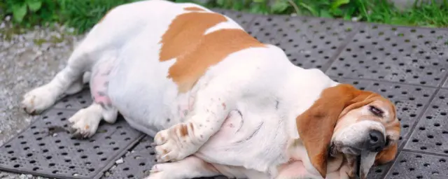 Cachorro gordo deitado no chão