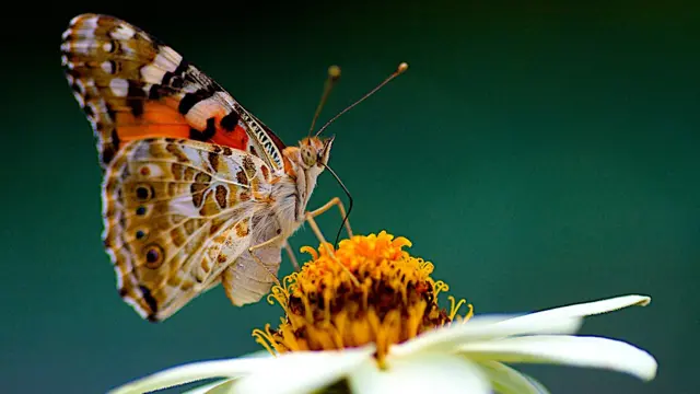 Borboleta bela-dama ou vanessa-dos-cardos