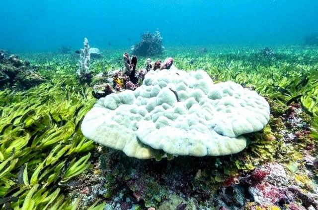 Ervas marinhas no banco Sayaespèce 1xbetMalha