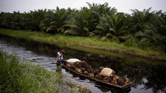ऑयल पाम को जादुई फसल कहा जा सकता है- यह आसानी से उगती है, तेज़ी से बढ़ती है, इससे कई उत्पाद निकलते हैं
