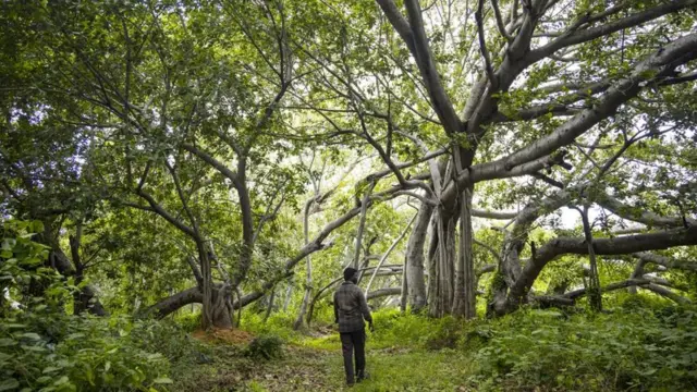 थिम्मम्मा मारिमनु