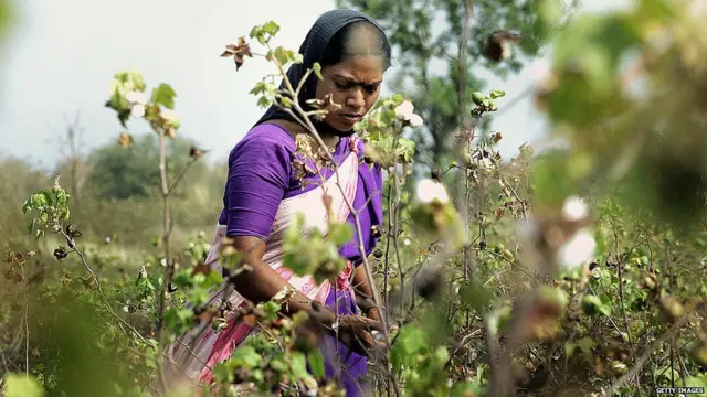 कापूस उत्पादक शेतकरी