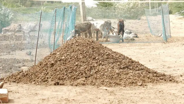 குவித்து வைக்கப்பட்ட சாணம் 