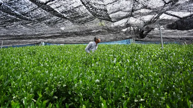 黒い被覆資材で覆われた下に、茶葉が鮮やかな緑色に光る茶の木が並ぶ。中心に農家の人が立っている