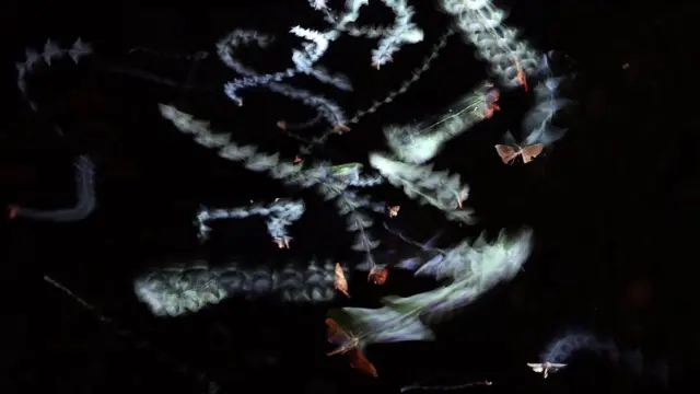 Motion-sensor cameras revealed that the insects appeared trapped in orbit around the light source with their backs to it