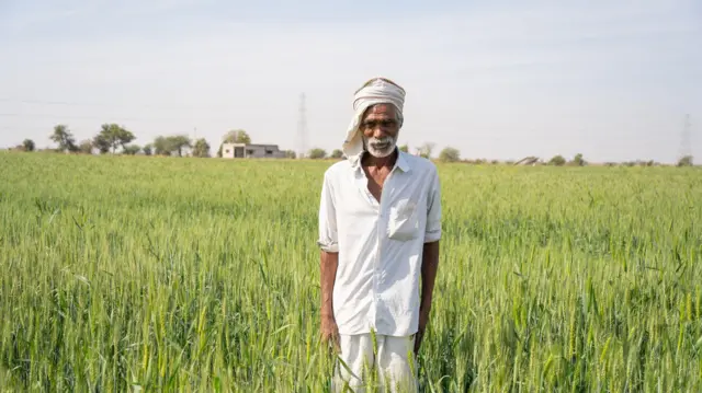 ઘઉં, વાવણી, ખેડૂતો, બીબીસી ગુજરાતી, ગુજરાત
