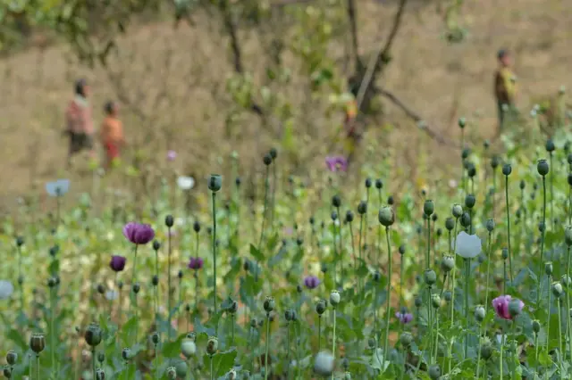 अफ़ीम के खेत